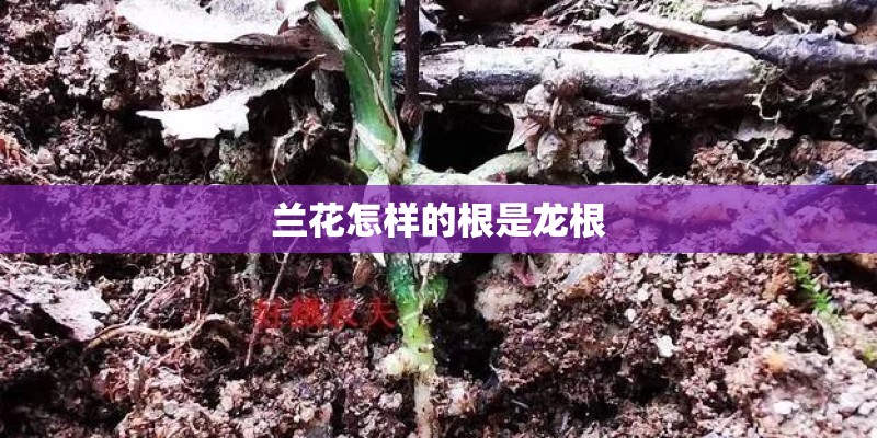兰花怎样的根是龙根