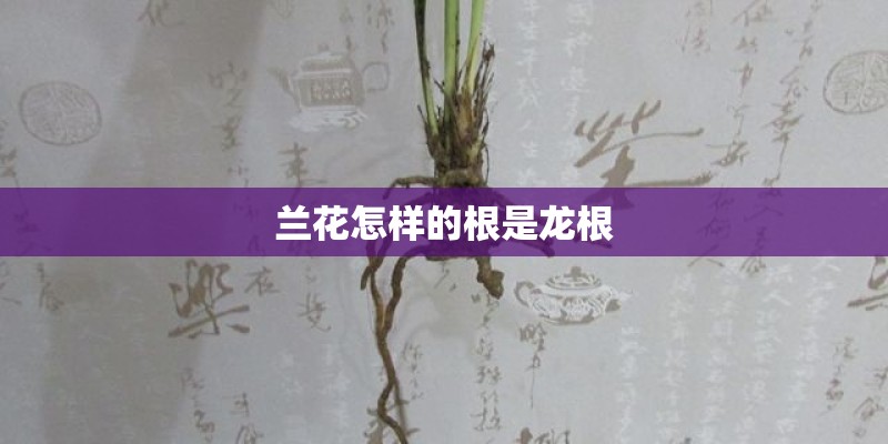 兰花怎样的根是龙根