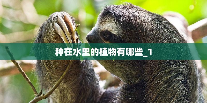 种在水里的植物有哪些_1