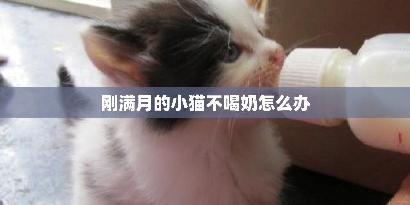 刚满月的小猫不喝奶怎么办
