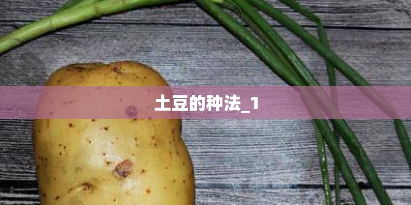 土豆的种法_1