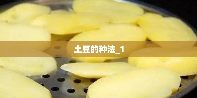 土豆的种法_1