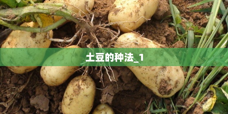 土豆的种法_1
