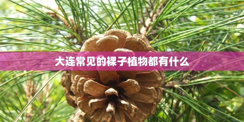 大连常见的裸子植物都有什么