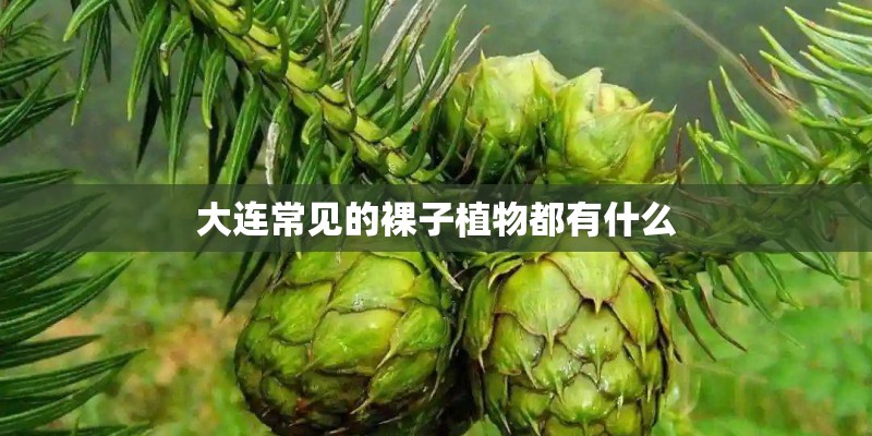 大连常见的裸子植物都有什么
