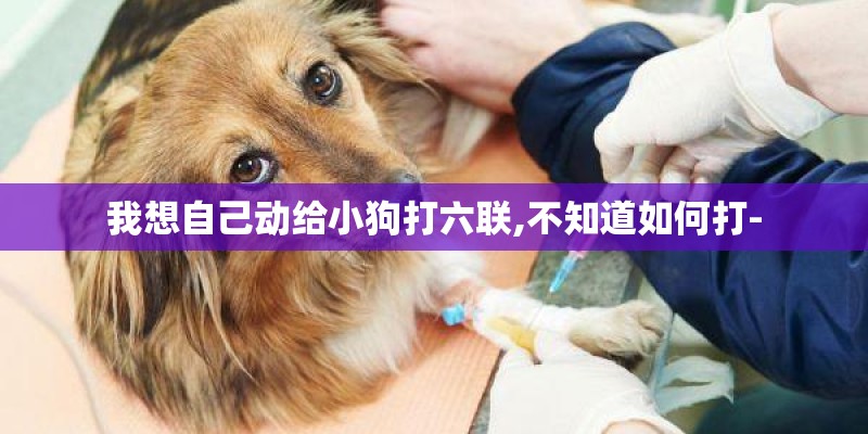 我想自己动给小狗打六联,不知道如何打-