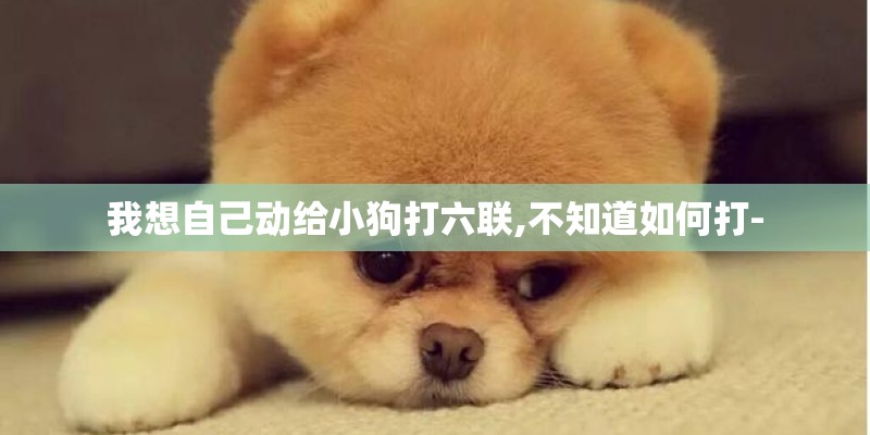 我想自己动给小狗打六联,不知道如何打-
