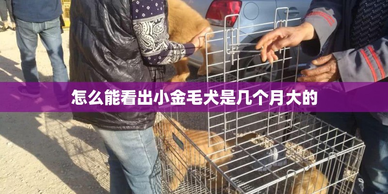 怎么能看出小金毛犬是几个月大的