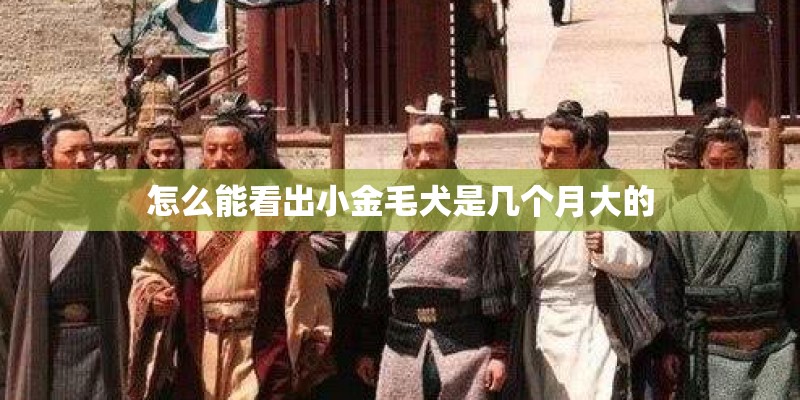 怎么能看出小金毛犬是几个月大的