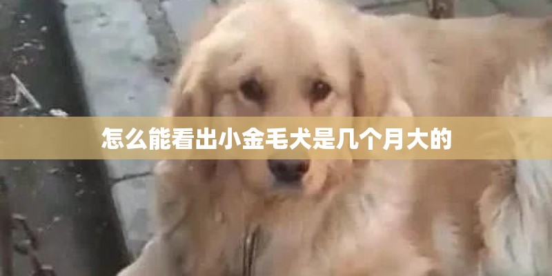 怎么能看出小金毛犬是几个月大的