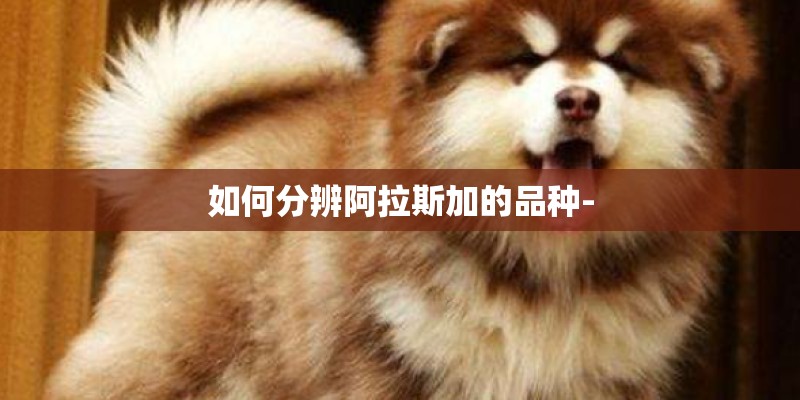 如何分辨阿拉斯加的品种-