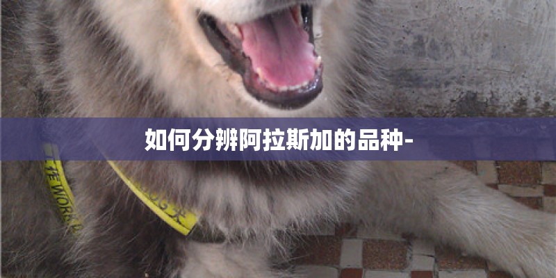 如何分辨阿拉斯加的品种-