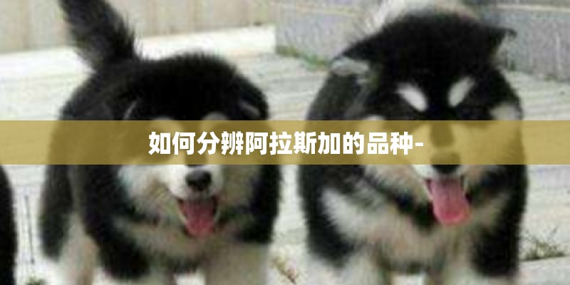 如何分辨阿拉斯加的品种-