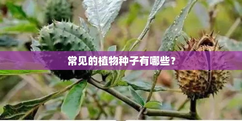 常见的植物种子有哪些？