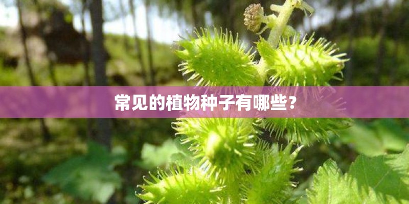 常见的植物种子有哪些？