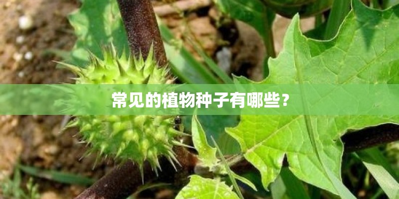 常见的植物种子有哪些？