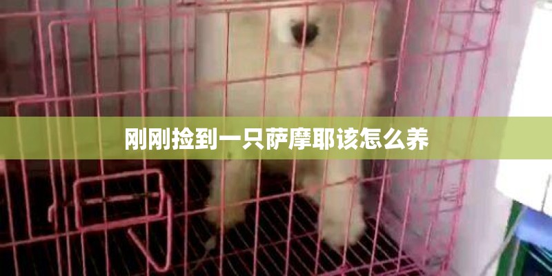 刚刚捡到一只萨摩耶该怎么养