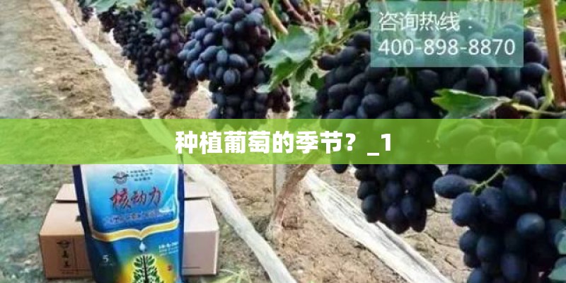 种植葡萄的季节？_1