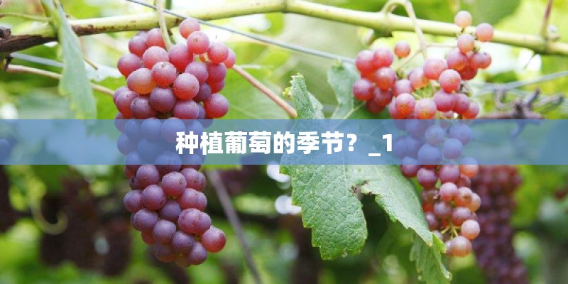 种植葡萄的季节？_1