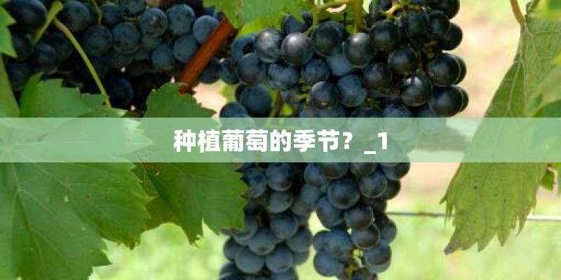 种植葡萄的季节？_1