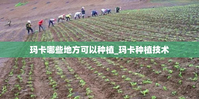 玛卡哪些地方可以种植_玛卡种植技术