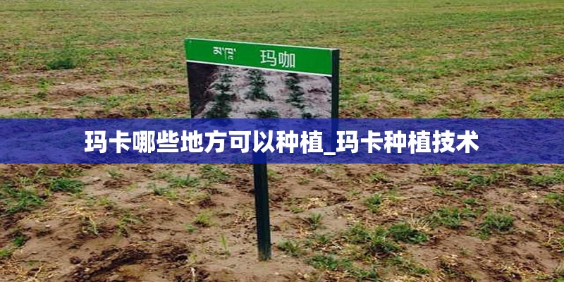 玛卡哪些地方可以种植_玛卡种植技术