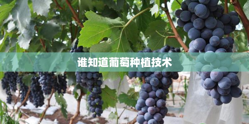 谁知道葡萄种植技术