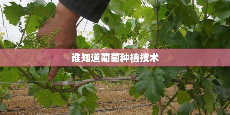 谁知道葡萄种植技术