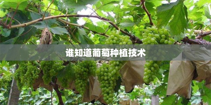 谁知道葡萄种植技术