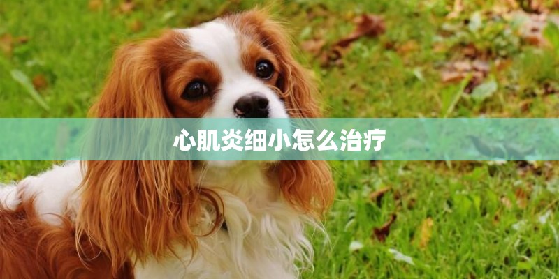 心肌炎细小怎么治疗