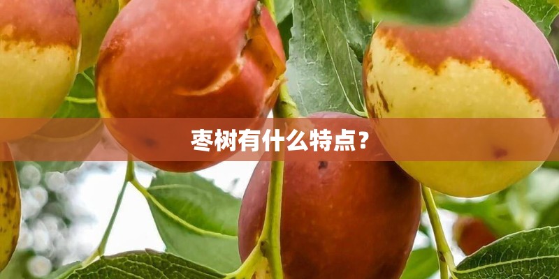 枣树有什么特点？