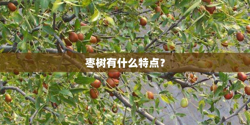 枣树有什么特点？