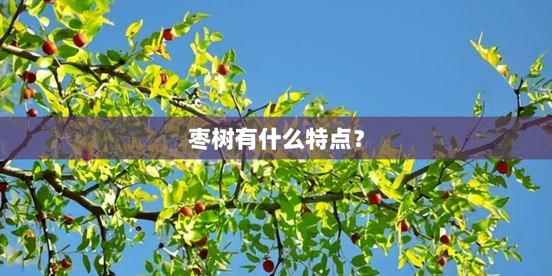 枣树有什么特点？