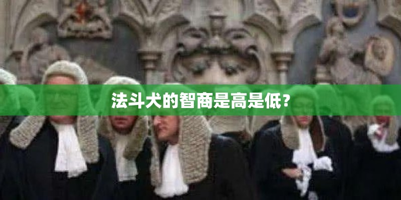 法斗犬的智商是高是低？