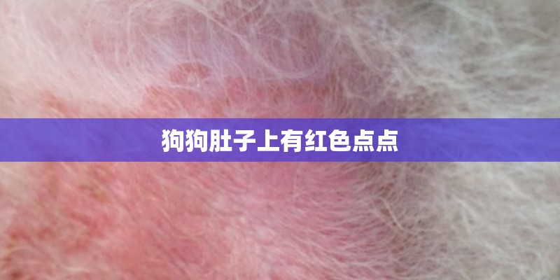 狗狗肚子上有红色点点