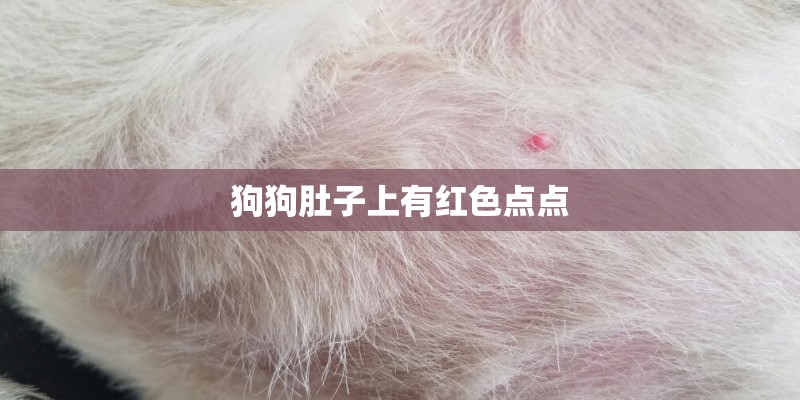狗狗肚子上有红色点点
