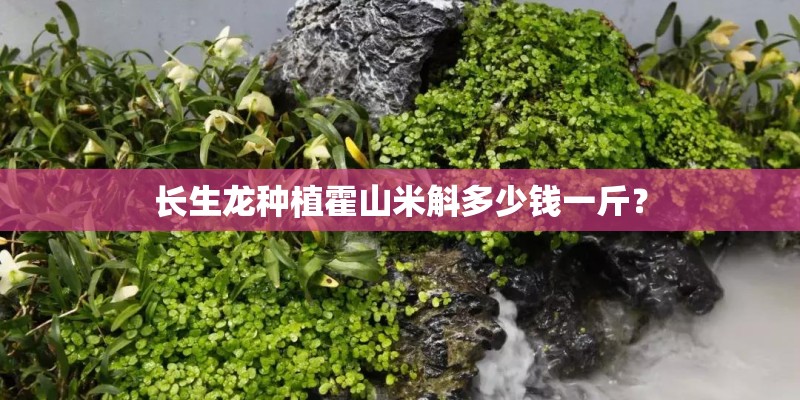 长生龙种植霍山米斛多少钱一斤？