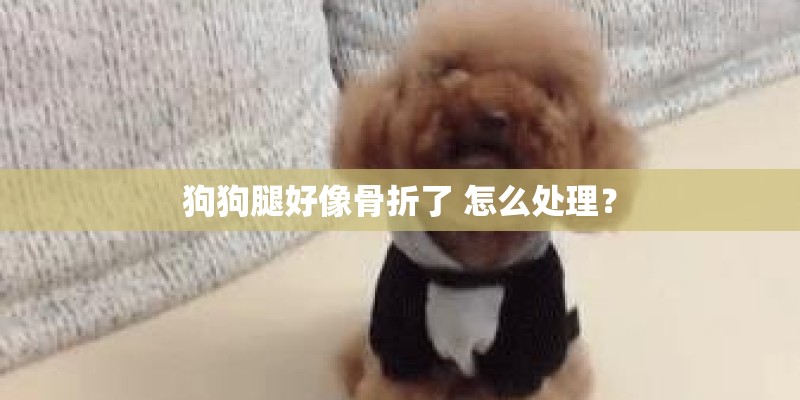 狗狗腿好像骨折了 怎么处理? 狗狗腿好像骨折了 怎么处理?