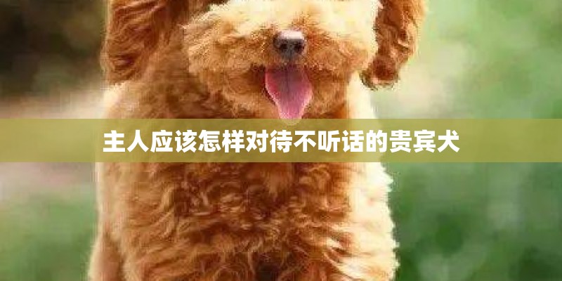 主人应该怎样对待不听话的贵宾犬