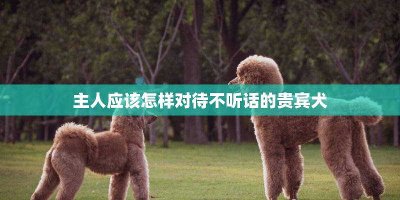 主人应该怎样对待不听话的贵宾犬