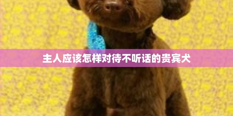主人应该怎样对待不听话的贵宾犬