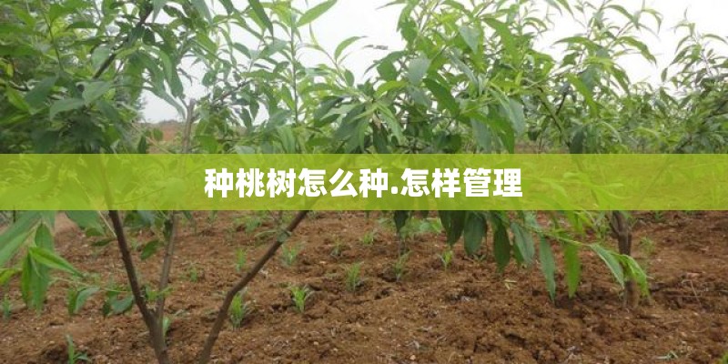 种桃树怎么种.怎样管理