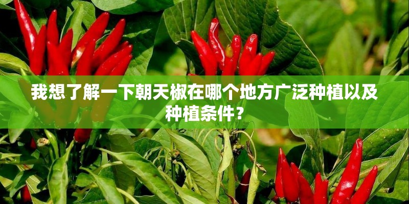 我想了解一下朝天椒在哪个地方广泛种植以及种植条件？