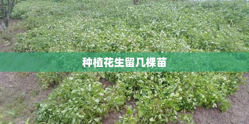 种植花生留几棵苗