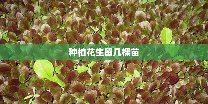 种植花生留几棵苗