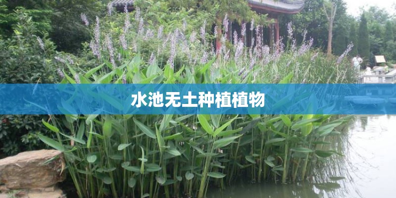 水池无土种植植物