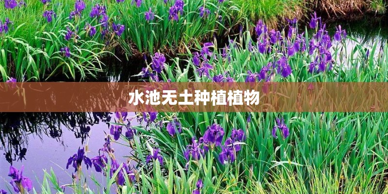 水池无土种植植物