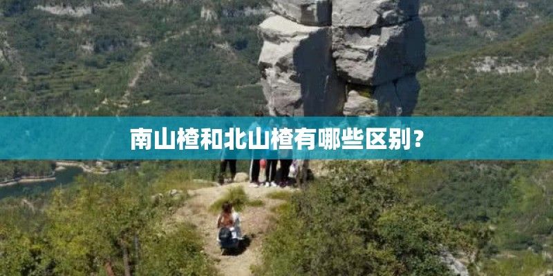南山楂和北山楂有哪些区别？