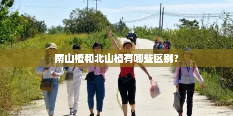 南山楂和北山楂有哪些区别？