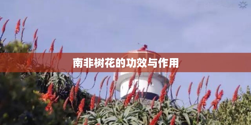 南非树花的功效与作用